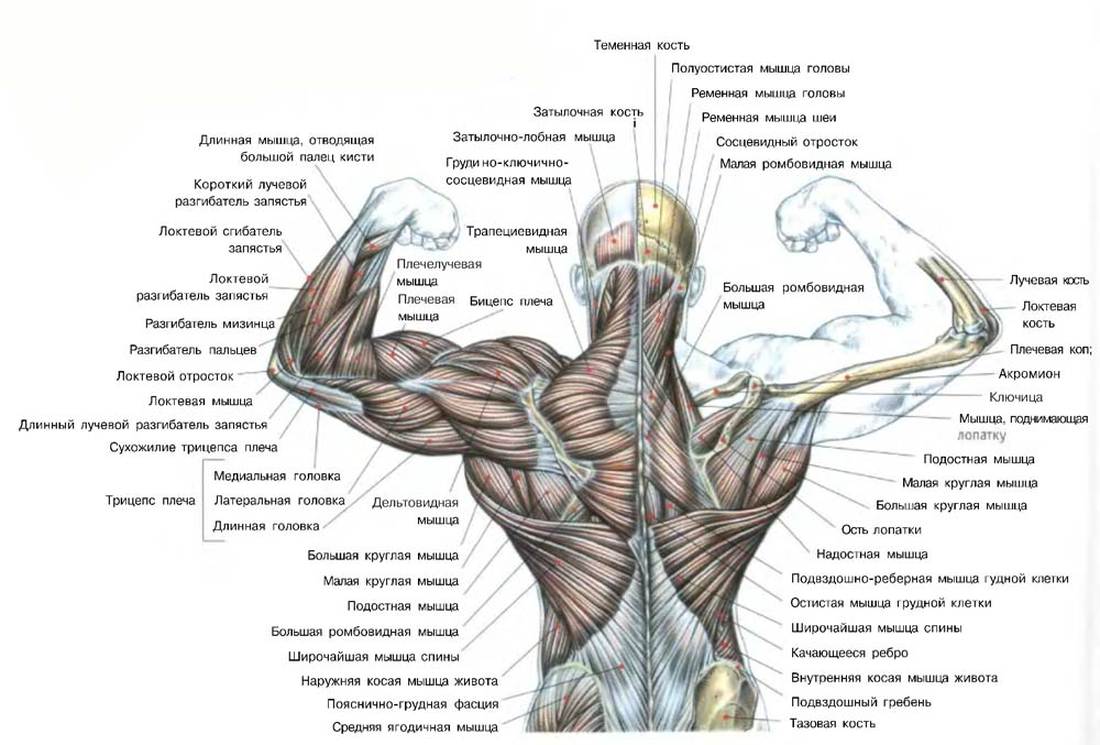 схема мышц спины